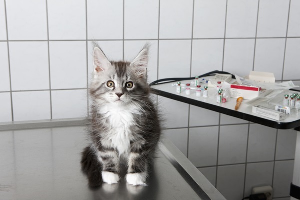 Gato fazendo exame pet.