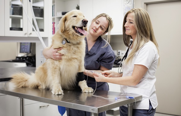 Cachorro fazendo check-up veterinário.