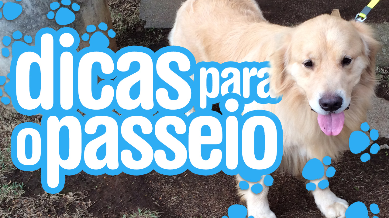 Dicas para o cachorro não puxar a coleira no passeio