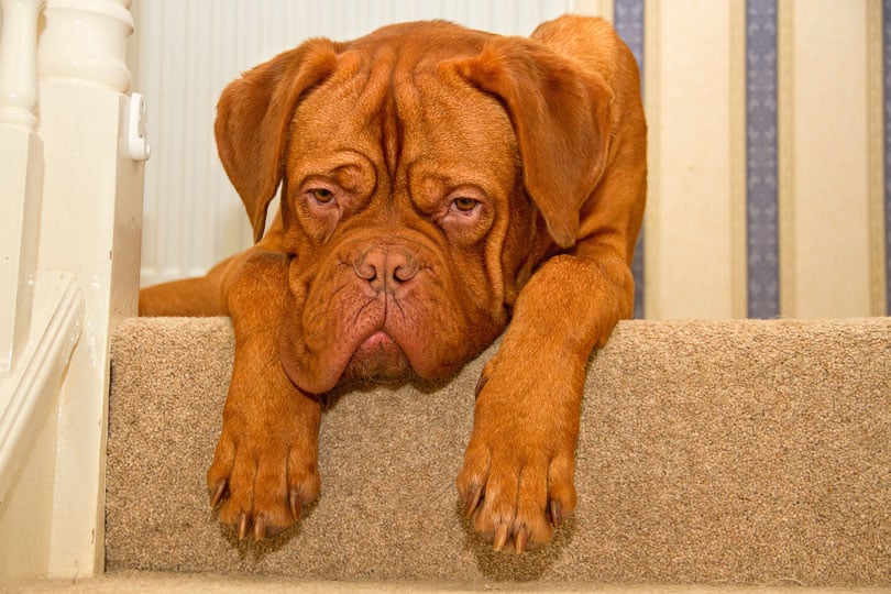 Linguagem canina: o que seu cachorro diz