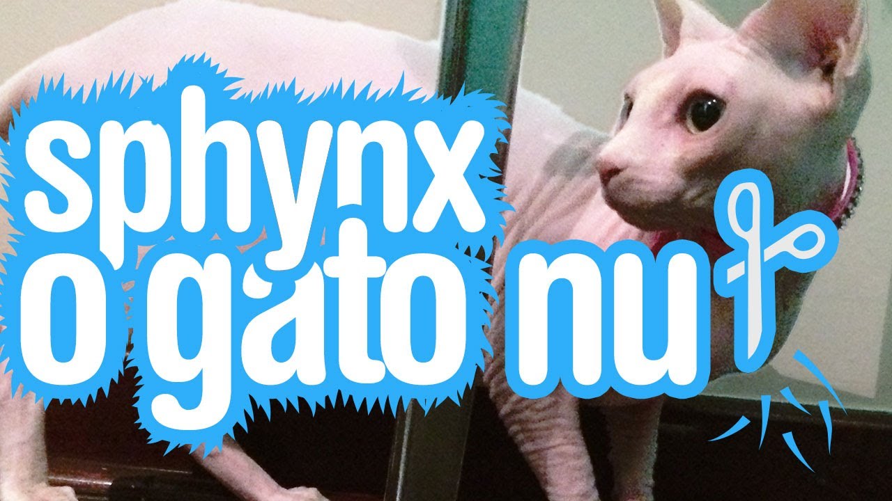 Saiba tudo sobre a raça de gato Sphynx