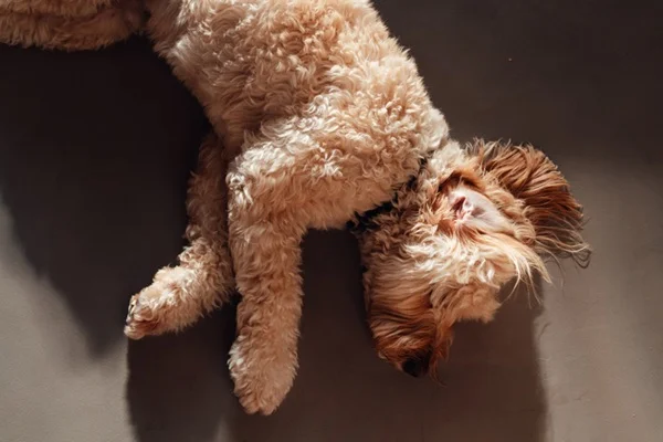 Convulsão em cachorro: causas, sinais e o que fazer na hora