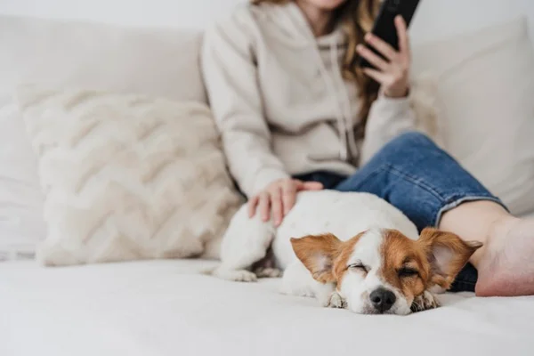 Cachorro deitado na cama dormindo