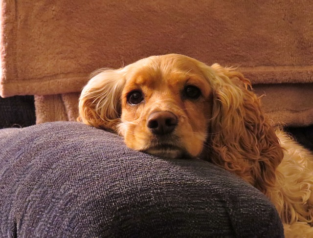 cachorro apoiado em uma almofada