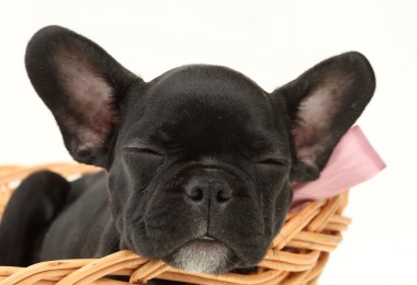 Cachorro calmo: como ensinar meu cão a ficar mais calmo e tranquilo?