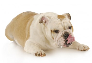 Cachorro obeso: veja como fazer o seu cachorro emagrecer de um jeito saudável