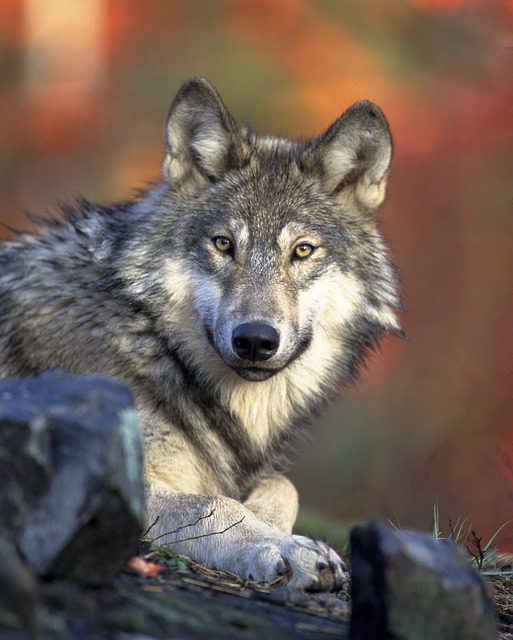 Como foi a transição dos lobos para os cães?