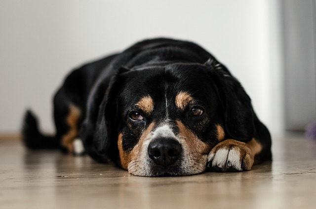 5 coisas que deixam os cachorros estressados