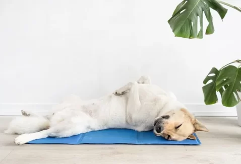 Tapete gelado pet: como funciona e opções para cães e gatos