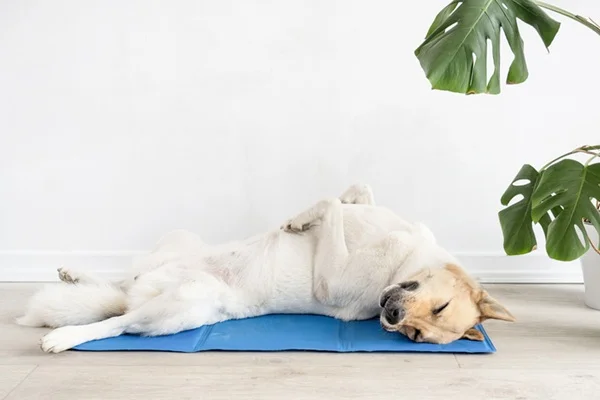 Tapete gelado pet: como funciona e opções para cães e gatos