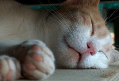 Por que gatos dormem tanto?