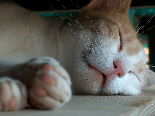 Por que os gatos domésticos dormem tanto, já que não se cansam