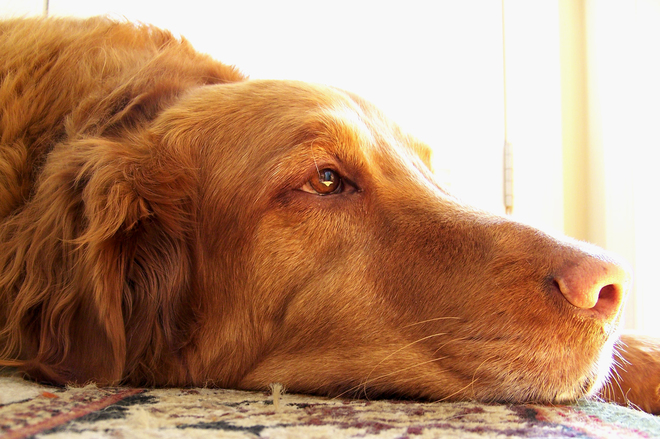 Cachorro deitado