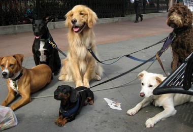 Dog walker: o que é e como escolher um bom passeador?
