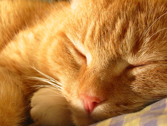 gato dormindo