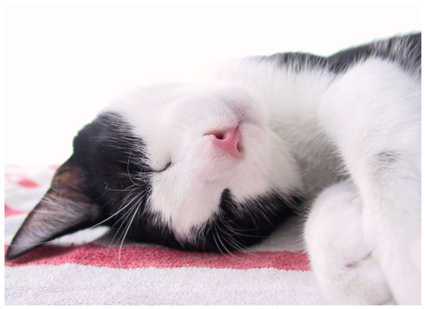gato dormindo