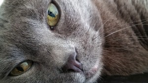 olho de gato