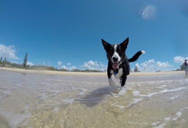 20 dicas para os cães curtirem o calor com segurança