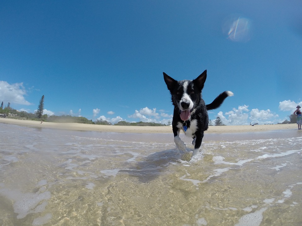 20 dicas para os cães curtirem o calor com segurança