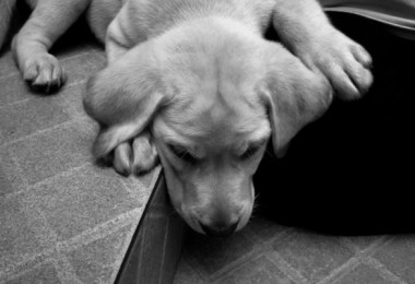 Os cães sentem saudades?