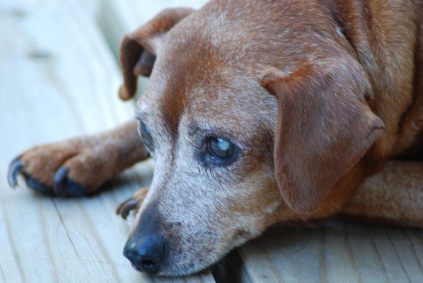 Catarata em cachorro: o que é, sintomas e tratamentos disponíveis