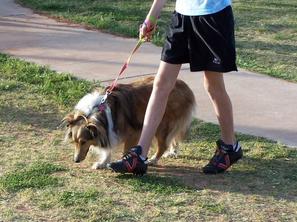 Cachorro passeando