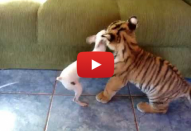 Filhote de tigre brincando com cachorro
