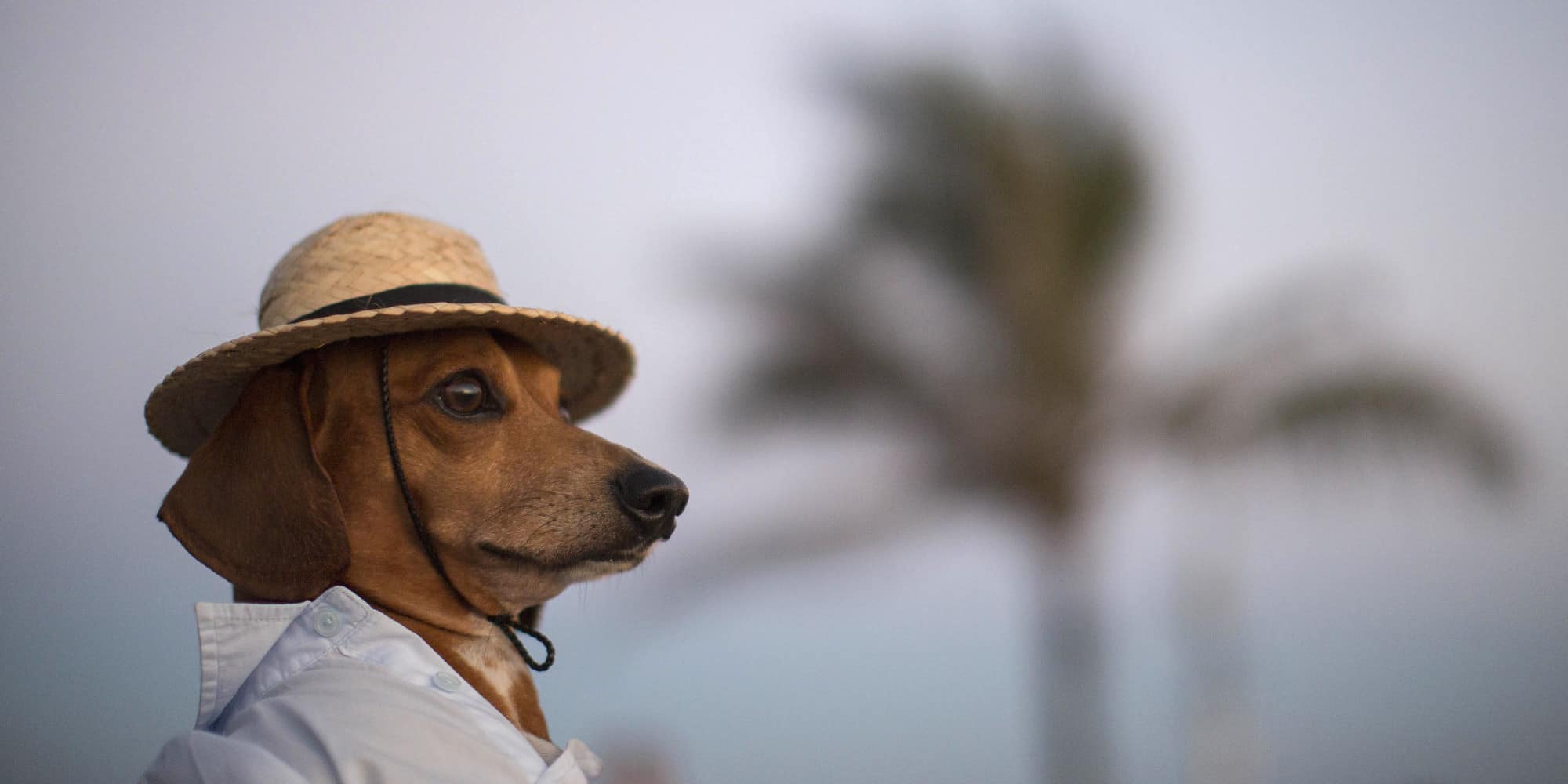 Cachorro com dor de barriga: o que fazer?