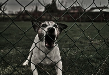 Cachorro que late muito: o que fazer?
