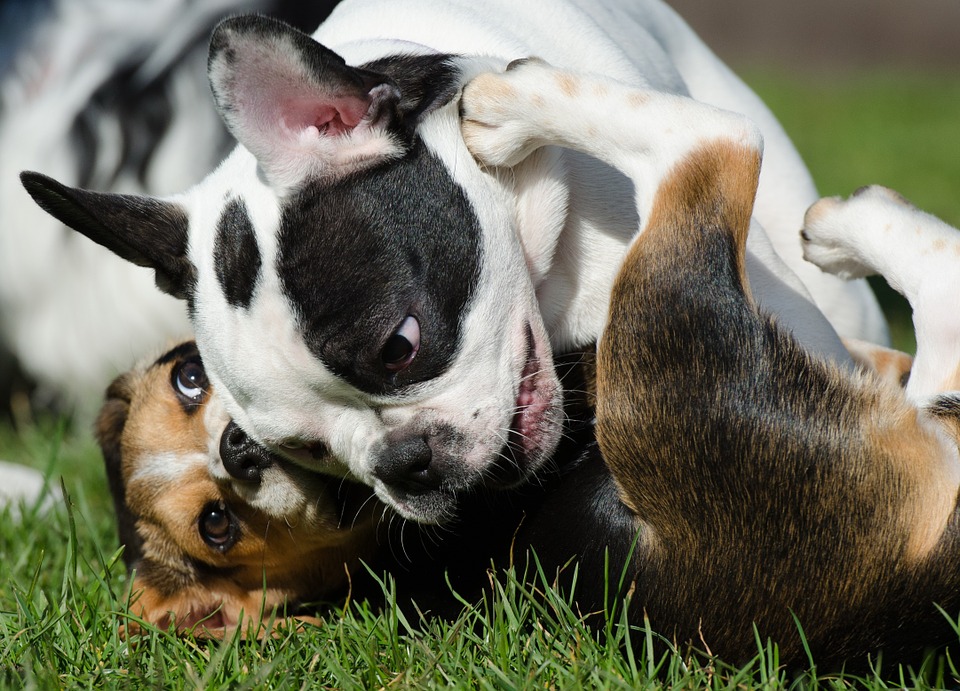 cachorros brincando