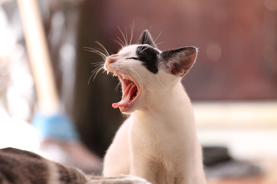 gato miando