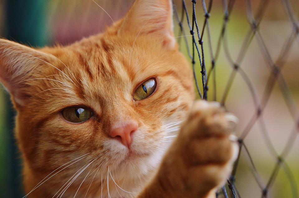 7 atitudes de um dono responsável de gato