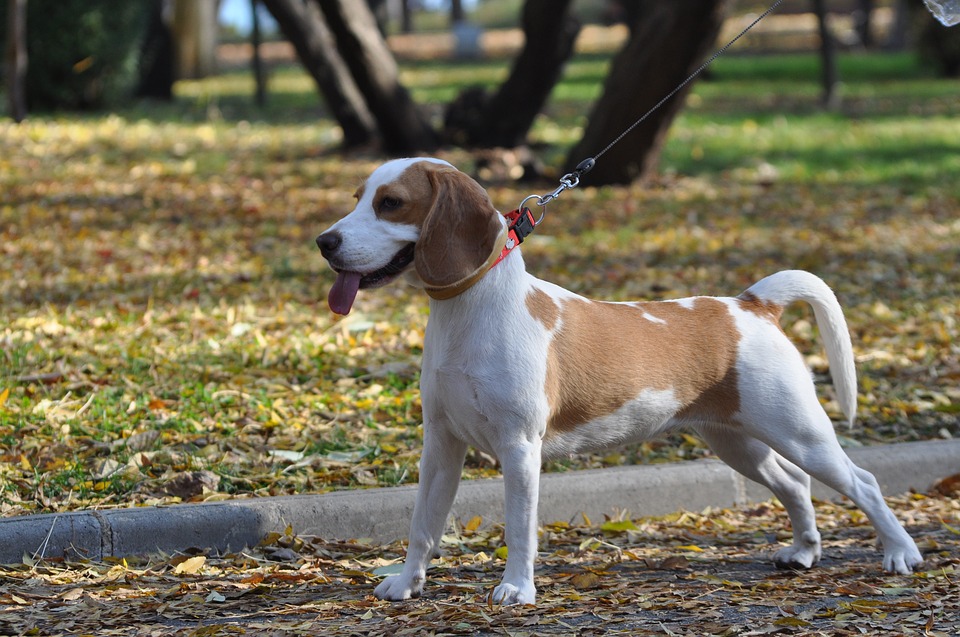 4 cuidados que você precisa tomar com os cães no outono