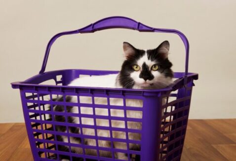 Repet: assinatura Petlove que te ajuda a programar compras e economizar!