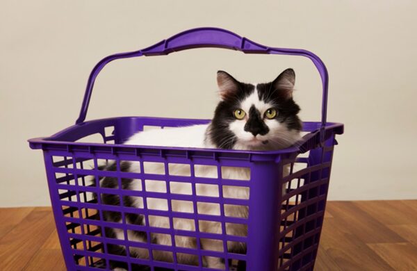 Repet: assinatura Petlove que te ajuda a programar compras e economizar!