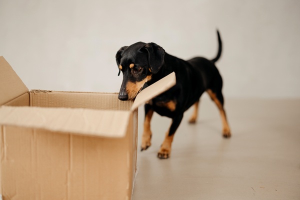 Cachorro recebendo assinatura Petlove.