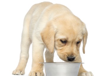 Meu cachorro come muito rápido. O que fazer?