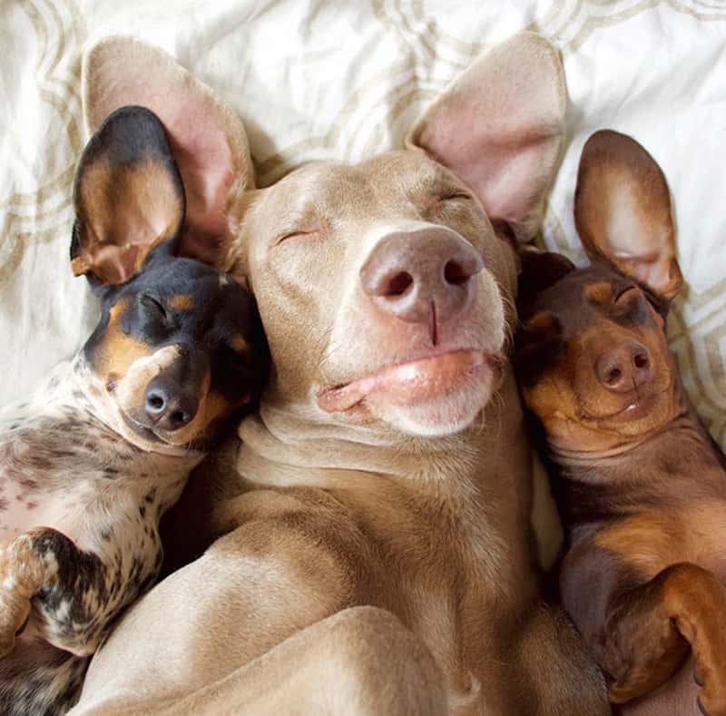 22 cachorros que dormem abraçadinhos