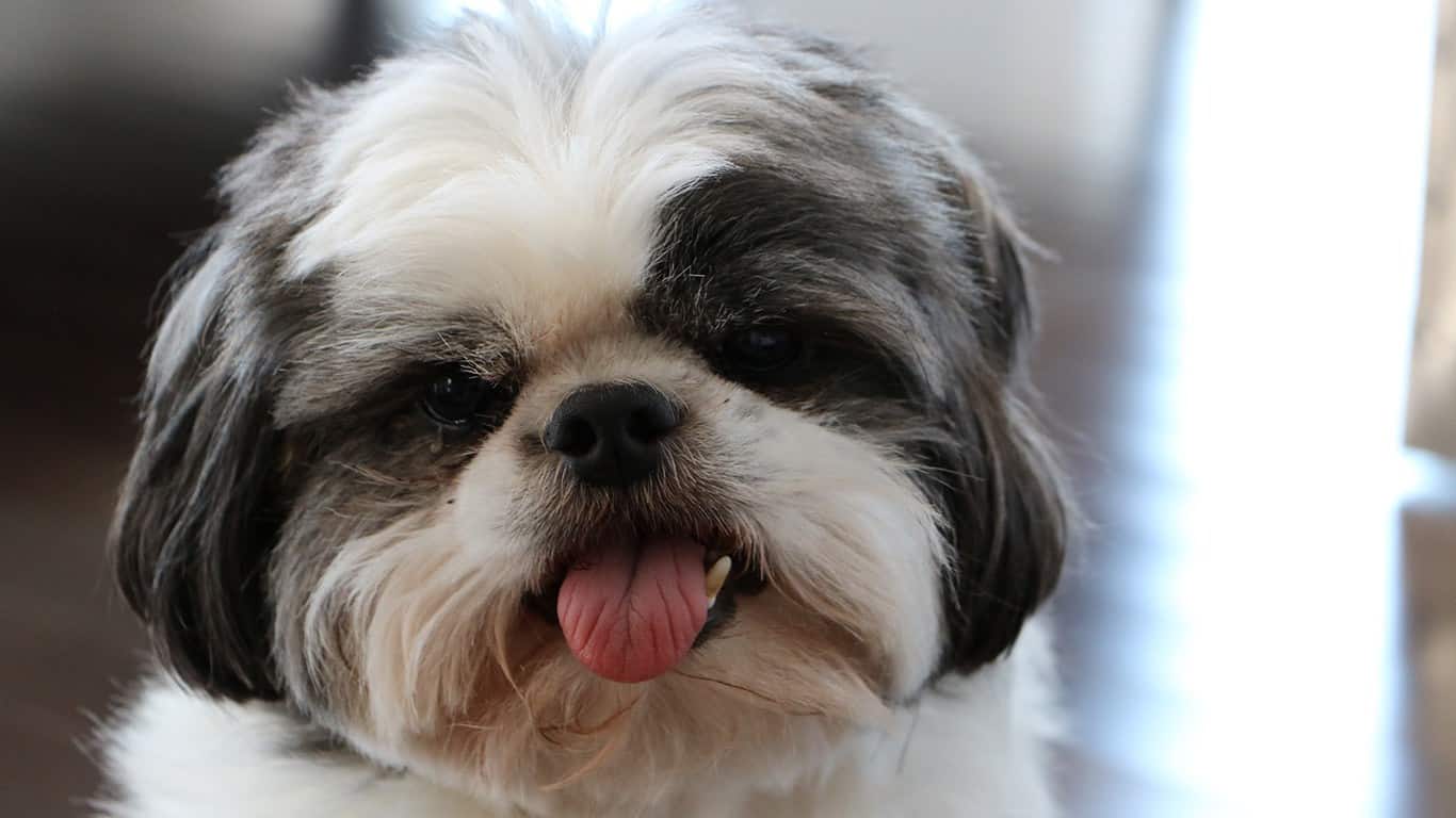 Shih tzu