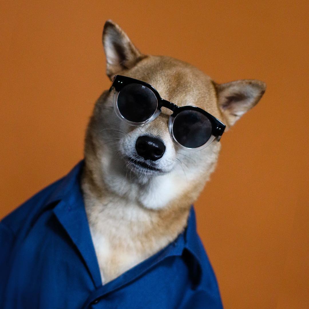 15 perfis de cachorros estilosos para seguir já!