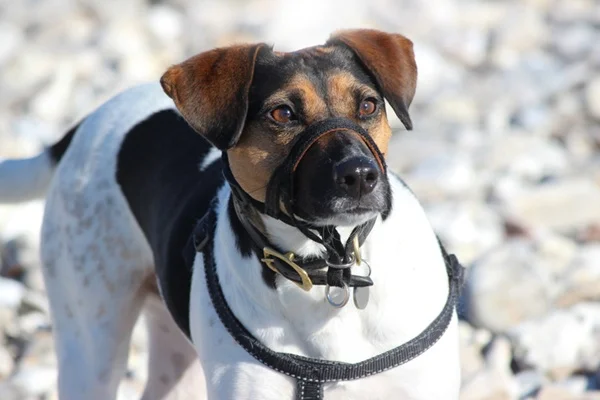 Cachorro com coleira cabresto.