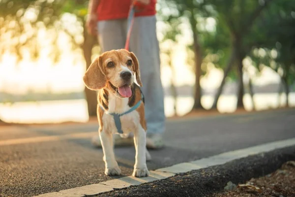 Cachorro com coleira peitoral