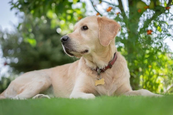 Cachorro com coleira