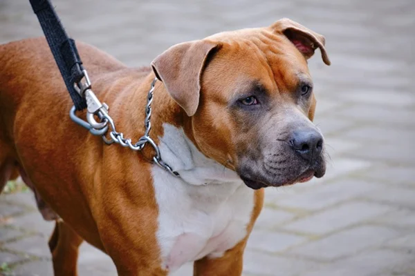Cachorro com coleira enforcadora