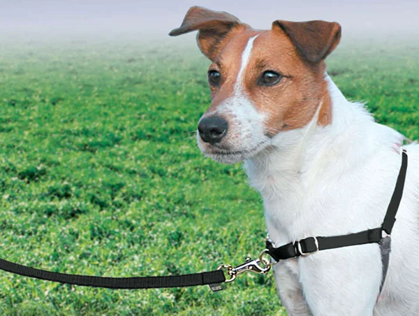 Cachorro com coleira anti-puxão