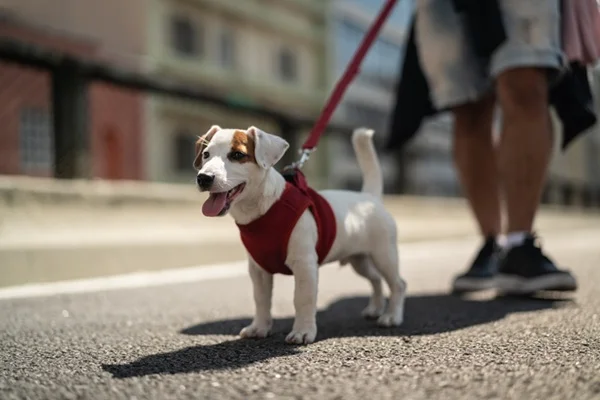Coleira para cachorro: saiba como escolher e conheça 7 opções