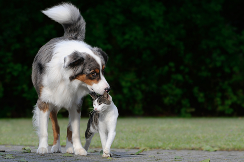 amizade-entre-cachorro-e-gato