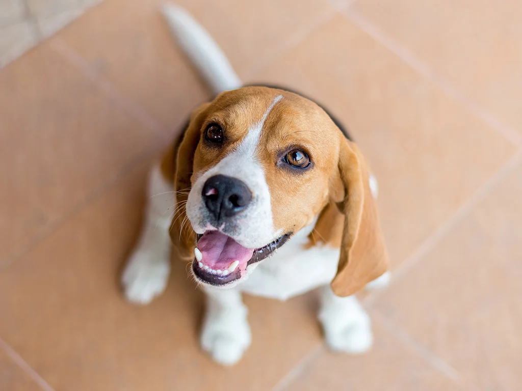 Beagle