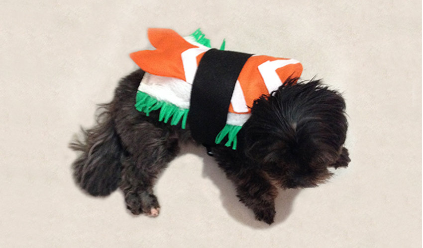 Fantasia de sushi para cachorro: passo a passo simples