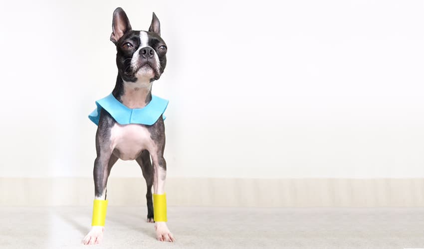 Fantasia para cachorro de super-herói em 15 minutos